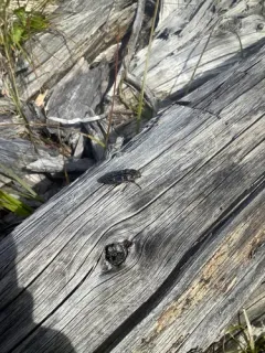 Nutall's Buprestid Beetle thumbnail 3