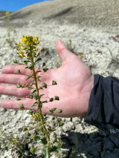 Hillman's stinkweed thumbnail 3