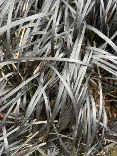 Black mondo grass thumbnail 2