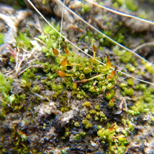 Oval-leaved Pottia