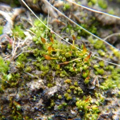 Oval-leaved Pottia thumbnail 1