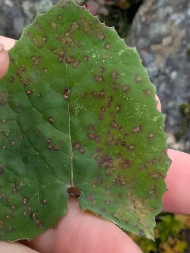 Sonchus rust