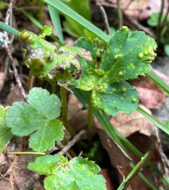 Physoderma pluriannulatum thumbnail 2