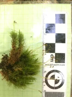 Ontario Dicranum Moss thumbnail 4