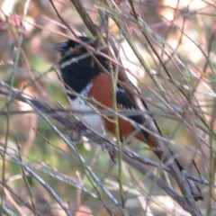 Spotted Towhee thumbnail 2