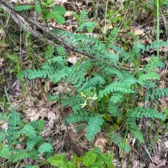 Rogue River Milkvetch thumbnail 4