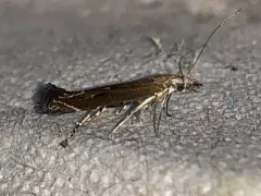 Isophrictis anteliella thumbnail 2