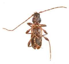 Phymatodes dimidiatus thumbnail 4