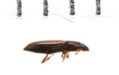 Rhizophagus remotus thumbnail 4