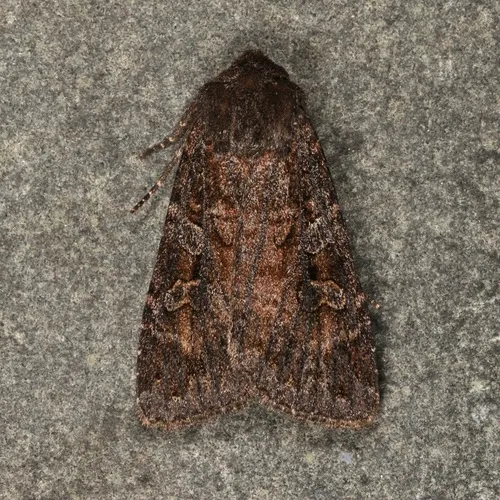 Great Brown Dart