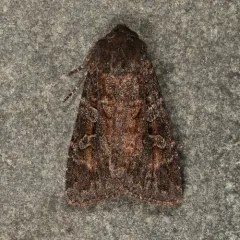Great Brown Dart thumbnail 1