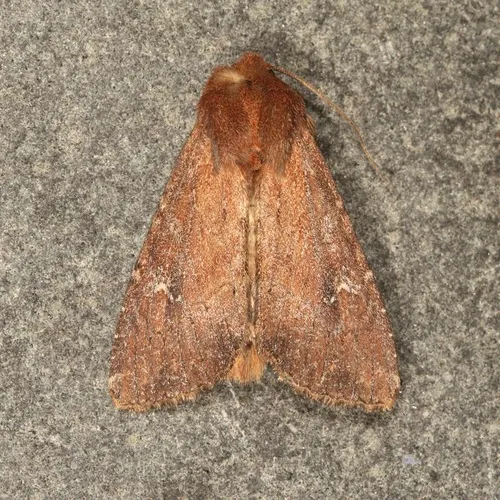 Faint-spotted Quaker