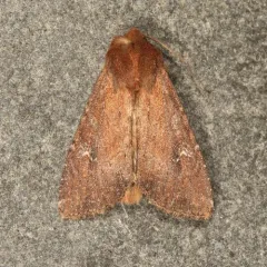 Faint-spotted Quaker thumbnail 1