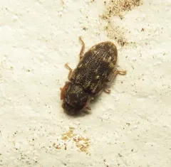 Namunaria guttulata thumbnail 2
