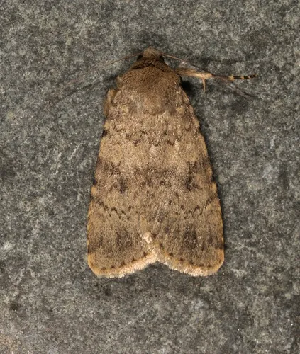 Pronoctua typica