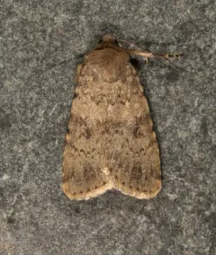 Pronoctua typica thumbnail 1