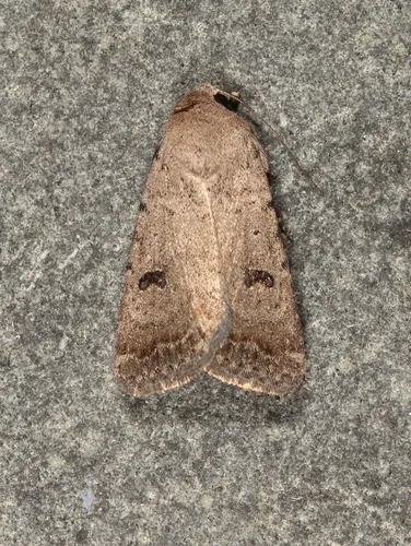 Sand Quaker