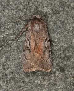 Setagrotis pallidicollis thumbnail 1