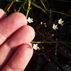 Knotted Pearlwort thumbnail 3