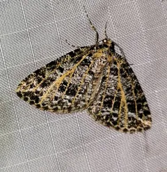 Yellow-veined Geometer Moth thumbnail 2