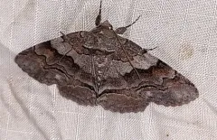 Gray-banded Zale Moth thumbnail 2