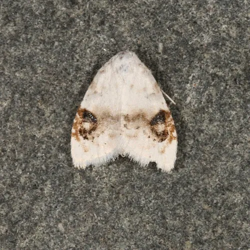 Blurry-patched Nola Moth