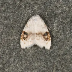 Blurry-patched Nola Moth thumbnail 1