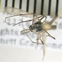 Chironomus dilutus thumbnail 1