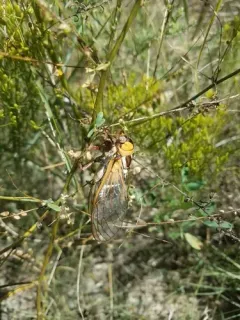 Bush Cicada thumbnail 2