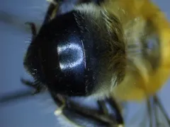 Anthophora crotchii thumbnail 1