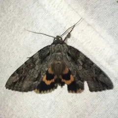 Bride Underwing thumbnail 3