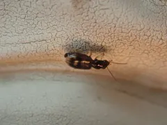 Bembidion impotens thumbnail 4