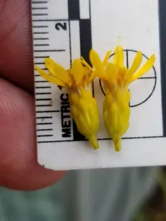 Voss' goldenrod thumbnail 2