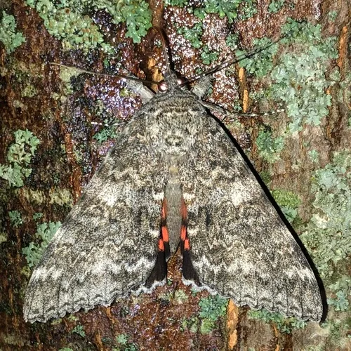 Once-married Underwing