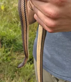 Graham's Crawfish Snake thumbnail 1