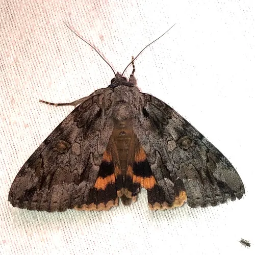 Bride Underwing