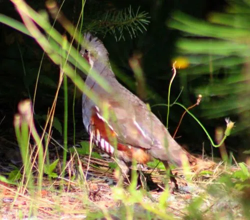 Mountain Quail