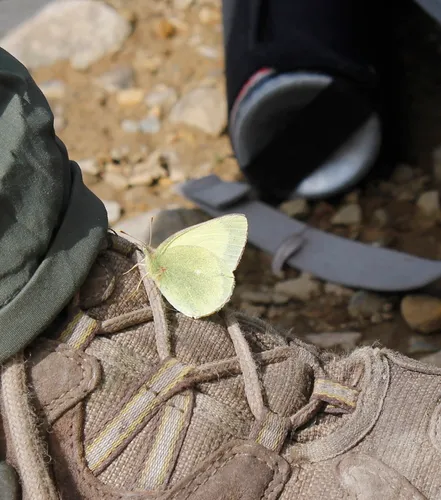 Moorland Clouded Yellow