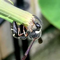 Fraternal Potter Wasp thumbnail 2