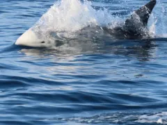 Risso's Dolphin thumbnail 3