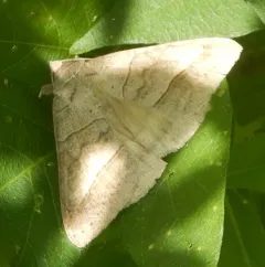 Texas Mocis Moth thumbnail 2