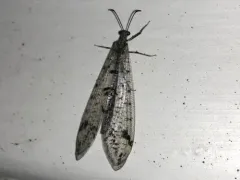 Dendroleon speciosus thumbnail 4