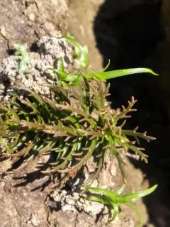 western water-milfoil thumbnail 3