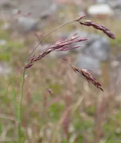 Mountain Hairgrass thumbnail 3