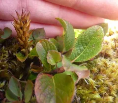 Sprouting Leaf Willow thumbnail 3