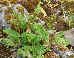 Alaska parsley fern thumbnail 3