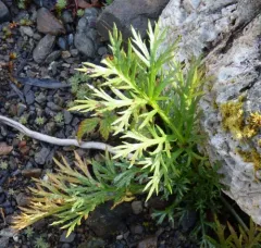 Mountain Sagewort thumbnail 3