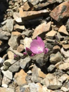 Waxy Checkerbloom thumbnail 3