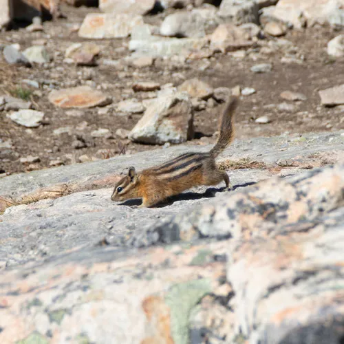 Yellow-pine Chipmunk