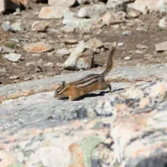 Yellow-pine Chipmunk thumbnail 1